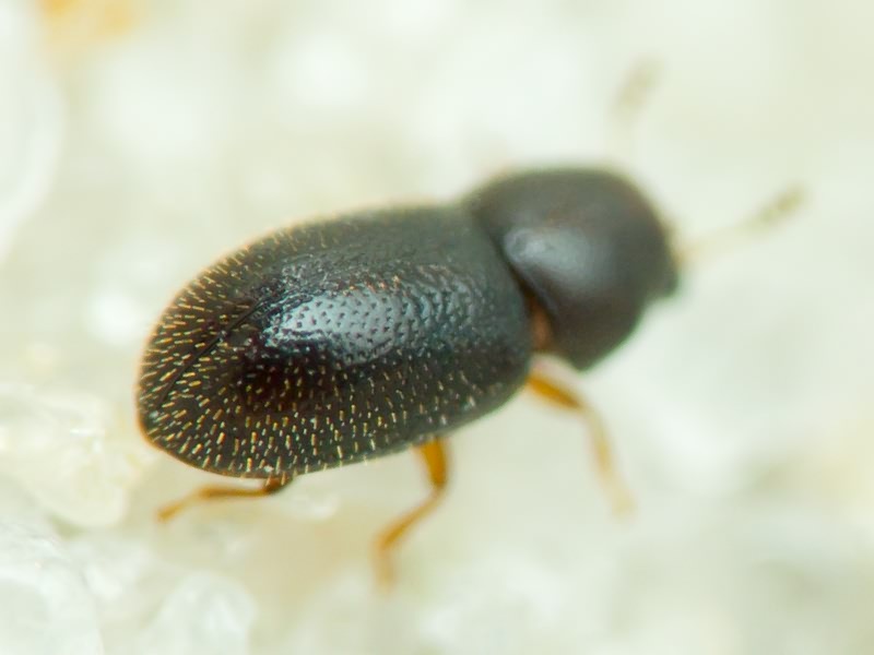 Sulcacis fronticornis (Panzer, 1809)